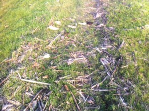 cover crop